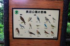 長沼公園/野鳥